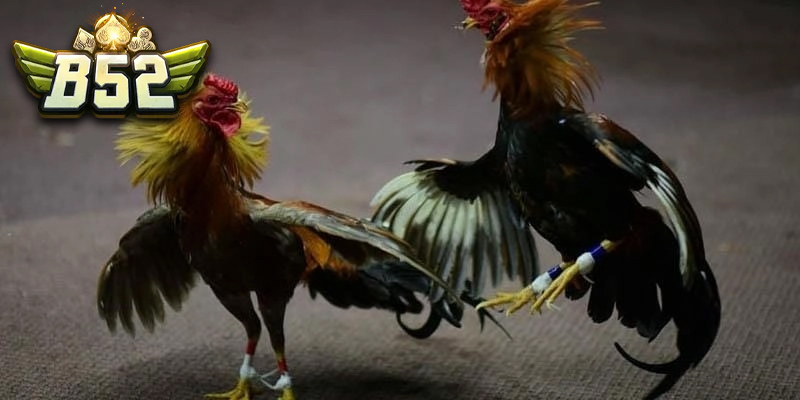 Đá gà C2 là gì?