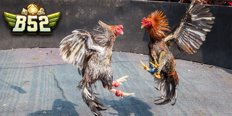 Thể thức thi đấu đá gà C2