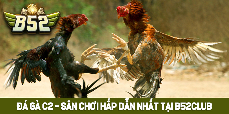Đá gà C2 là gì?