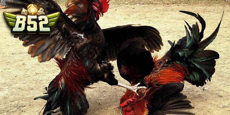 Giới thiệu cơ bản về đá gà cựa dao tại B52club
