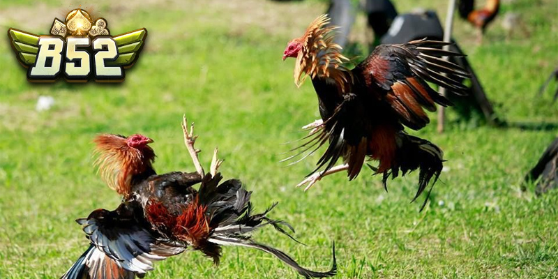 Các loại cửa cược khi đá gà cựa dao