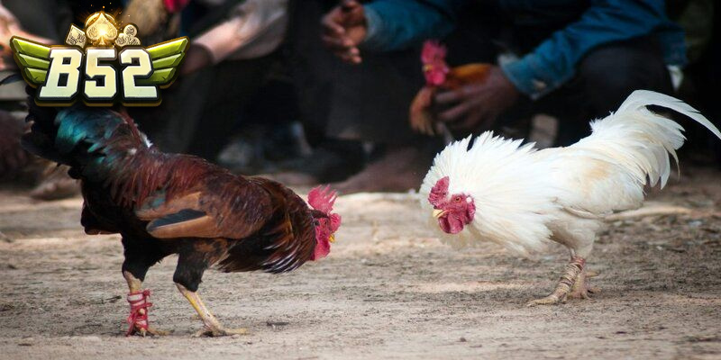 Cược đá gà cựa dao dễ thắng tại B52club