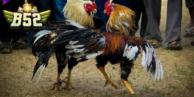 Tìm hiểu đá gà trực tiếp Thomo