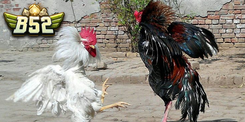 Khám phá ưu điểm của sảnh đá gà trực tiếp Thomo